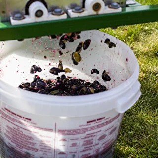 Fermentatore con coperchio da 30 L – photo 18