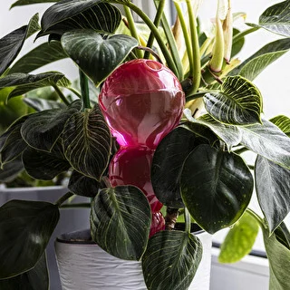 Sfera di irrigazione tripla (a tre camere), rosa trasparente, 600 ml – photo 7