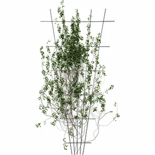Supporto per piante - graticcio da giardino rastremato 150 x 75cm – photo 3