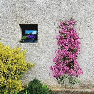 Supporto per piante - graticcio da giardino rastremato 150 x 75cm – photo 4