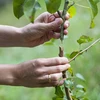 Cesoie per innesto con nastro - 6 