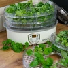 Essiccatore per funghi, frutta, verdure e erbe con regolazione della temperatura, 240W, trasparente - 13 