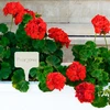 Etichette per descrivere piante + matita mix 10+20 pz. - 9 
