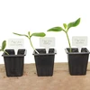 Etichette per descrivere piante + matita mix 10+20 pz. - 12 