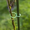 Fermagli di plastica per legare le piante, mix 50 pezzi - 7 