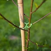Fermagli di plastica per legare le piante, mix 50 pezzi - 6 