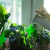 Irrigatore per piante – foglia verde con piedino in ceramica, 120 ml - 8 
