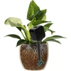Irrigatore per piante – lavagna nera, 200 ml - 6 