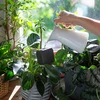Irrigatore per piante – lavagna nera, 200 ml - 8 