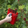 Macchina per la raccolta di piccoli frutti - 8 
