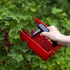 Macchina per la raccolta di piccoli frutti, denti in metallo - 7 