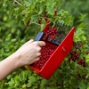 Macchina per la raccolta di piccoli frutti, denti in metallo - 8 