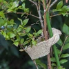 Nastro di iuta 5 cm / 8 m - 6 