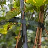 Nastro per legatura delle piante PE 3 cm x 50 m - 4 