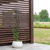Pergola decorativa - Piramide, 150 cm - 5 