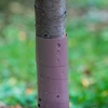 Protezione per alberelli - spirale - Ø 3,5 x 80 cm - 3 