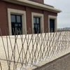 Punte per uccelli, su striscia di plastica, 10 pezzi - 12 