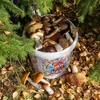Secchio alimentare GWIOZDA - con coperchio, 10 L - 10 