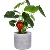 Sfere di irrigazione per piante, ambra trasparente, 400 ml, 2 pezzi - 7 