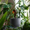 Sfere di irrigazione per piante, ambra trasparente, 400 ml, 2 pezzi - 10 