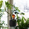 Sfere di irrigazione per piante, ambra trasparente, 400 ml, 2 pezzi - 11 