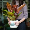 Sfere di irrigazione per piante, ambra trasparente, 400 ml, 2 pezzi - 12 