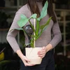 Sfere di irrigazione per piante, nere trasparenti, 400 ml, 2 pezzi - 12 