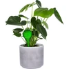 Sfere di irrigazione per piante, verdi trasparenti, 400 ml, 2 pezzi - 5 