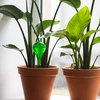 Sfere di irrigazione per piante, verdi trasparenti, 400 ml, 2 pezzi - 9 