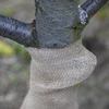 Tessuto di iuta 20 cm / 5 m - 7 