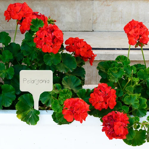 Cartellini segnapiante + matita (mix 10+20 pz.) - 9