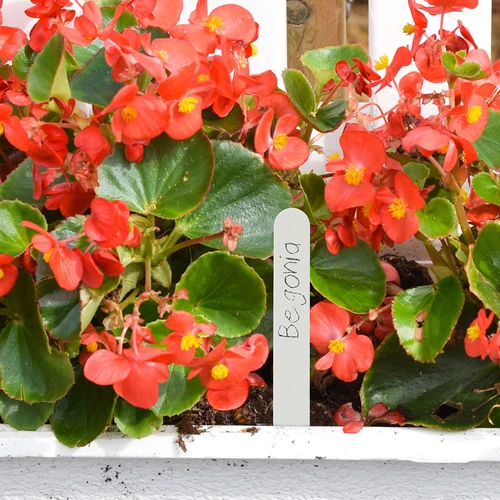 Cartellini segnapiante + matita (mix 10+20 pz.) - 8