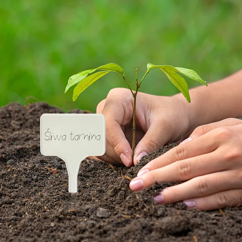 Cartellini segnapiante + matita (mix 10+20 pz.) - 10