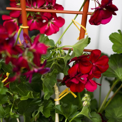 Cordino in cotone giallo 2 mm/55 m/100 g - 11