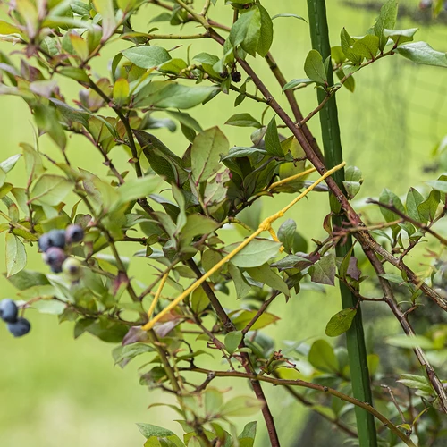 Cordino in cotone giallo 2 mm/55 m/100 g - 8