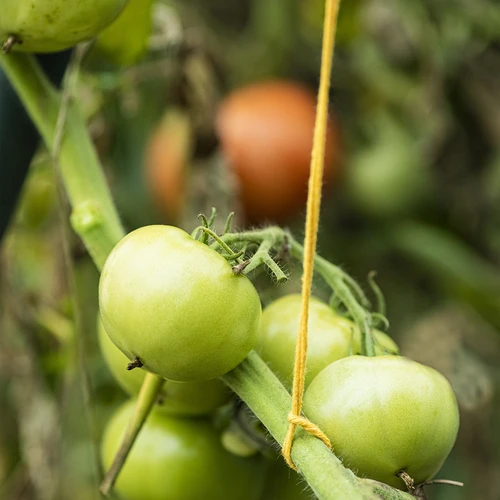 Cordino in cotone giallo 2 mm/55 m/100 g - 10