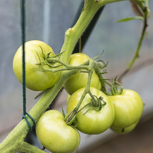 Cordino in cotone verde 2 mm/55 m/100 g - 9