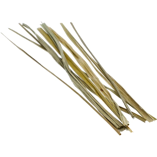 Erba del bisonte - Hierochloe odorata 12 steli / 4 L - 4