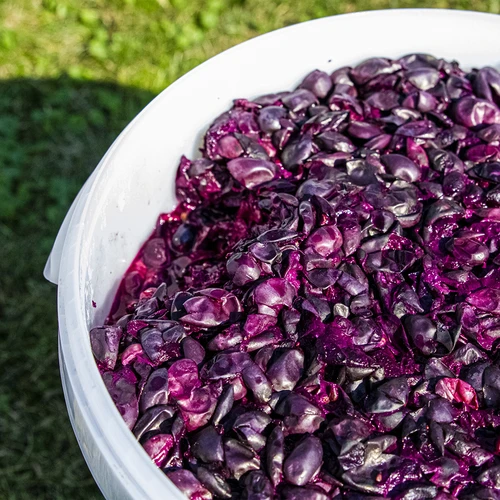 Fermentatore da 30 L con coperchio - 12