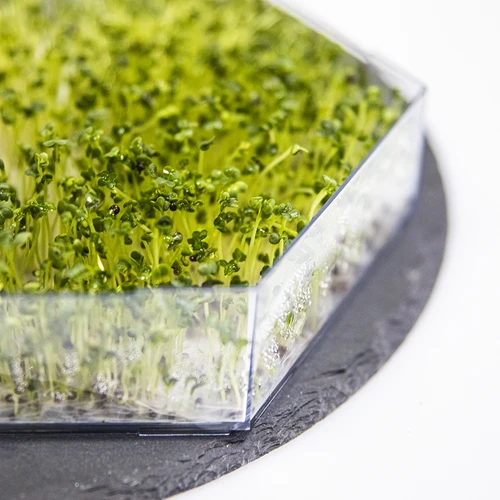 Germogliatore a più livelli Niezłe Ziółko + 10 confezioni di semi - 14