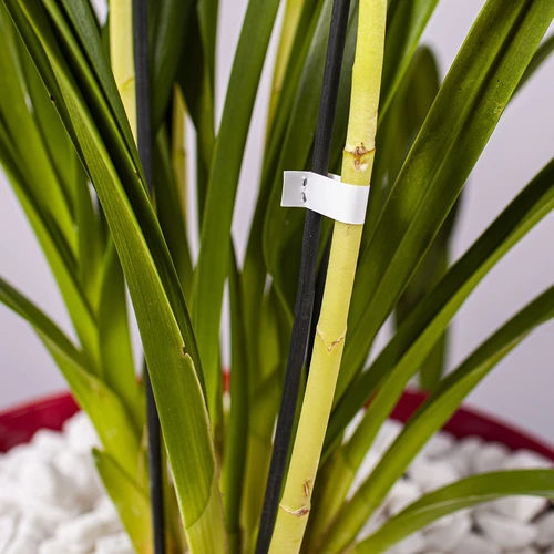 Graffette per legatrice da giardino - 10000 pezzi - 6