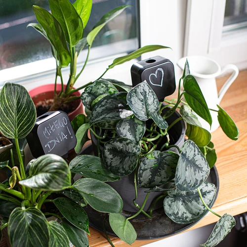 Irrigatore per piante – lavagnetta nera con puntale in ceramica, 200 ml - 9