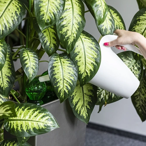 Kula nawadniająca potrójna (trzykomorowa), przezroczysta zielona z ceramiczną nóżką, 600ml - 6