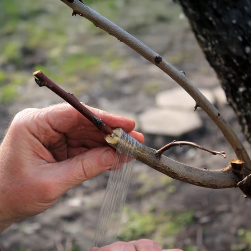 Nastro per innesti da giardinaggio, trasparente, 100 m x 3 cm - 4
