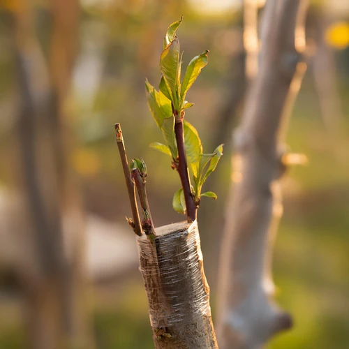 Nastro per innesti da giardinaggio, trasparente, 100 m x 3 cm - 5