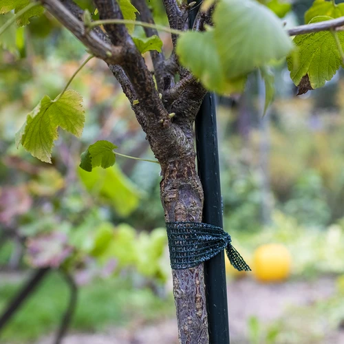 Nastro per legare le piante in PE, 3 cm x 50 m - 3