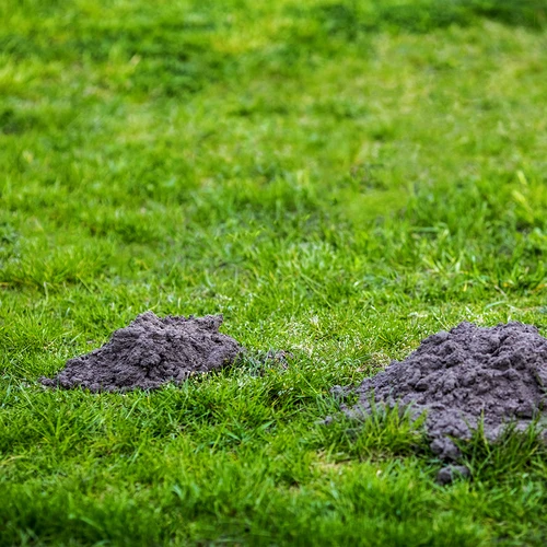 Odstraszacz kretów zasilany baterią słoneczną - 11