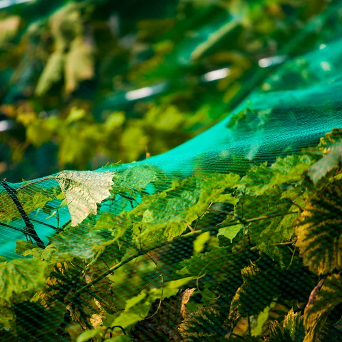 Rete di protezione antiuccelli, verde, 2 m x 5 m - 5