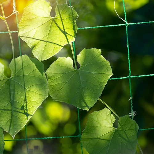 Rete per piante rampicanti, 1,8 x 2,7m - 6