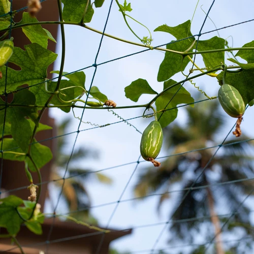 Rete per piante rampicanti, 1,8 x 5m - 6